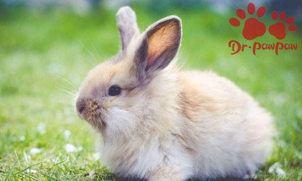 兔病发生的原因有哪些,兔子预防呼吸道疾病的药图2