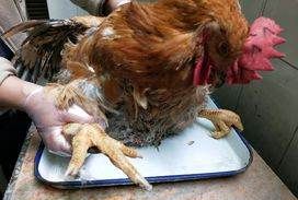 鸡支原体病有哪些传播途径,小鸡没有饲料了怎么办图3