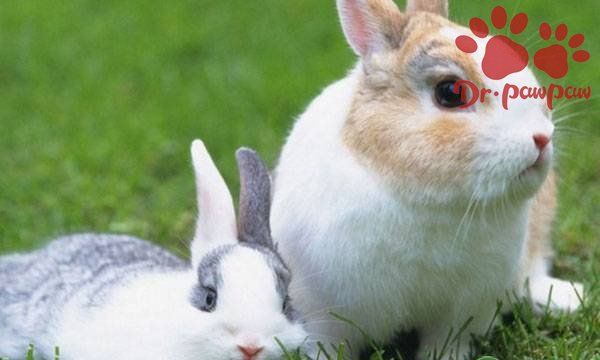 春季怎样养好兔,秋季养兔的注意事项图2