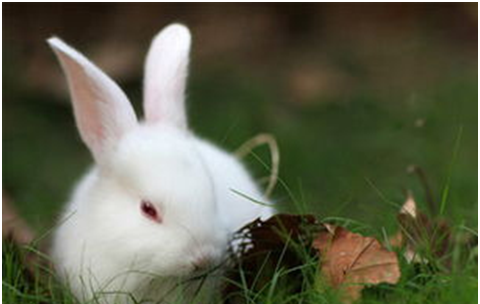 怎样防治家兔中毒病,有机磷农药中毒护理诊断图1