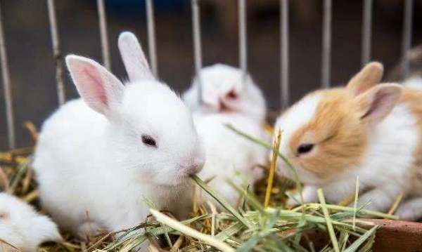 怎样选好种公兔,养殖兔子挑选公兔的要与母兔相同图3