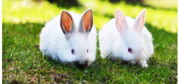 怎样预防养兔业的大敌——兔瘟,兔瘟组织灭活苗图1