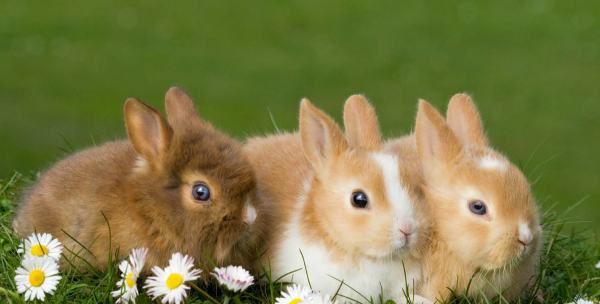 怎样预防养兔业的大敌——兔瘟,兔瘟组织灭活苗图5