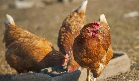 慢性型鸡霍乱病理变化如何,在蛋鸡养殖中怎样防治鸡霍乱病毒图1