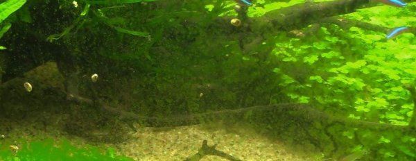 水网藻为什么对金鱼有威胁,水质不好对鱼有什么影响图3