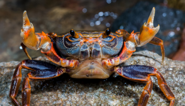 螃蟹离开水能活多久,河里的螃蟹离开水能活多久图1
