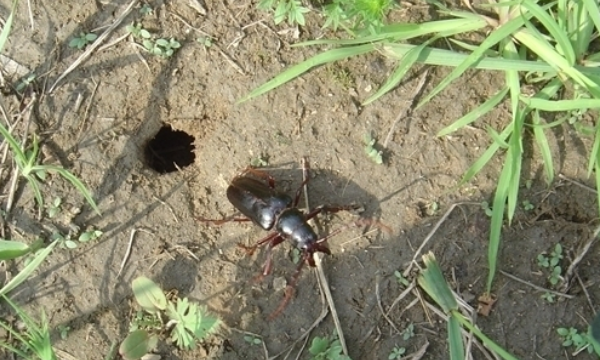 雨后水牛昆虫可以吃,农历67月份在雨后的田野里出来的一种甲虫叫什么图1
