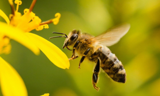 蜜蜂的特点和生活特征三年级,蜜蜂有哪些特点和生活习性图1