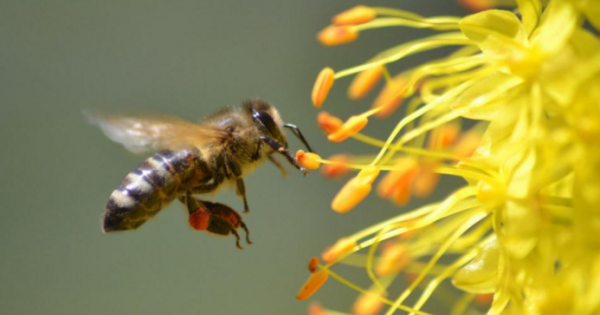 蜜蜂的特点和生活特征三年级,蜜蜂有哪些特点和生活习性图2
