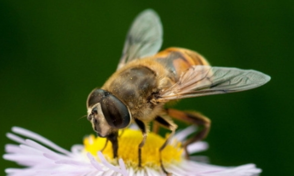 蜜蜂的特点和生活特征三年级,蜜蜂有哪些特点和生活习性图3