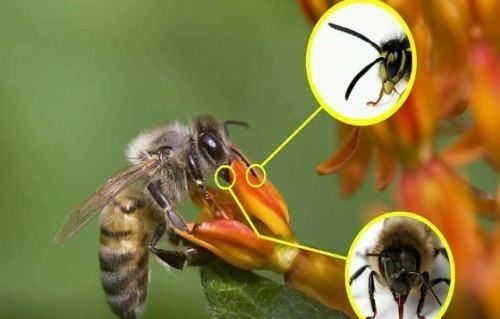 蜜蜂的特点和生活特征三年级,蜜蜂有哪些特点和生活习性图4