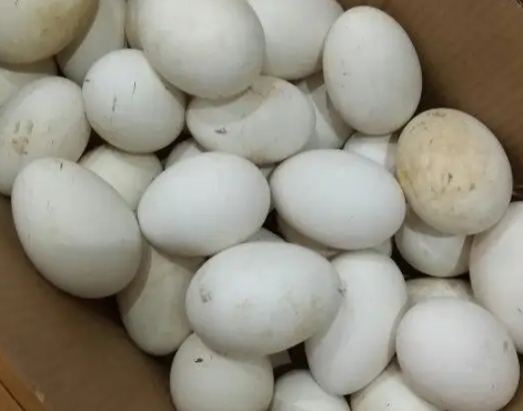 鹅蛋的热量高,鹅蛋热量多少 鹅蛋减肥可以吃了图1