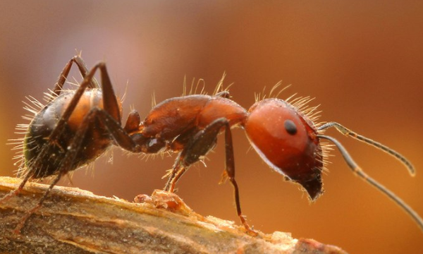 房间里有蚂蚁怎么彻底清除,卧室里有蚂蚁怎么样才能清除图2
