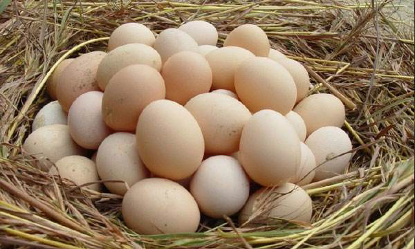 叶黄素鸡蛋与普通鸡蛋的区别,富硒鸡蛋和普通鸡蛋的区别图1