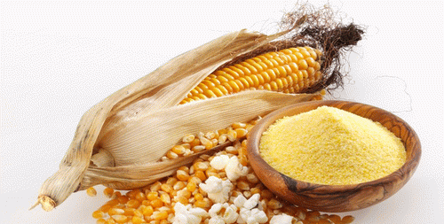 粟粉和玉米淀粉的区别,鹰粟粉和玉米淀粉的区别在哪图1