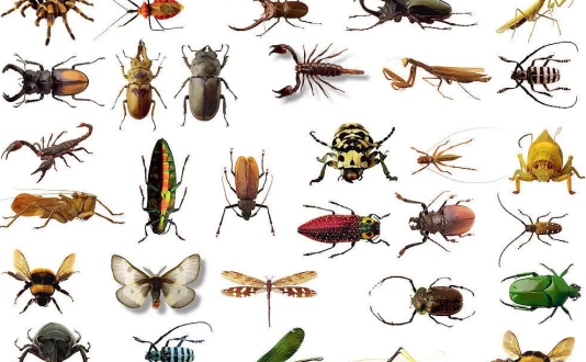 鞘翅目昆虫有哪些,鞘翅目昆虫有哪些特点图1