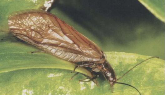 鞘翅目昆虫有哪些,鞘翅目昆虫有哪些特点图7