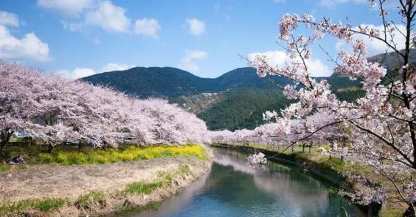 樱花为什么是日本国花,樱花为什么是日本的国花来源图1