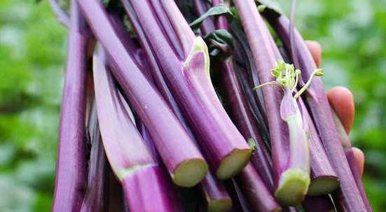 紫菜苔需要焯水,紫菜苔5种最好吃的做法窍门图1