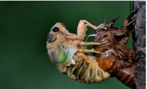 蝉的生活习性有哪些,蝉的生活特点是什么图3
