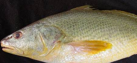 黄三鱼学名叫什么,福建舟山俗称黄三鱼的是什么鱼图1