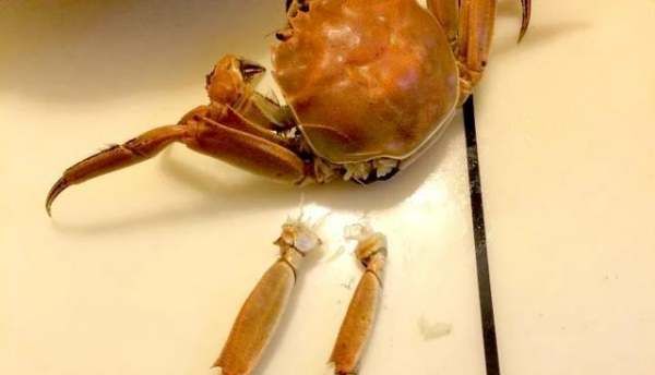 怎么样吃蟹钳里面的肉,螃蟹怎么吃法是正确的图5