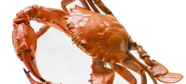 首长黄道蟹怎么吃,黄道蟹和面包蟹的区别图1
