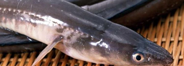 鳗鱼是发物皮肤病,鳗鱼是发物 手术后可以吃鳗鱼图1