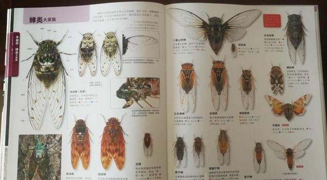 蝉的介绍50字,昆虫记中蝉的别称是什么图2
