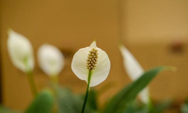 花卉白掌的养殖方法 花卉白掌的养护方法,白掌怎么养才能长好图3