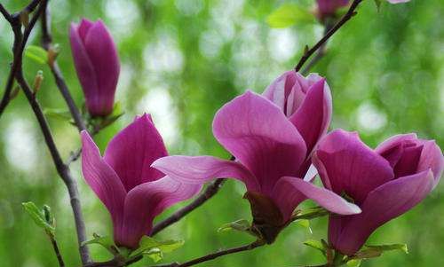 紫玉兰种植方法 紫玉兰种植方法是什么,紫玉兰怎么养才能开花图5