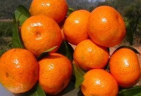 橙子和西瓜一起吃会拉肚子 橙子和西瓜一起吃会不会拉肚子,橘子和西瓜能一起吃图1