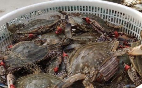 吃不完螃蟹怎么保存,螃蟹吃不完怎么保存在冰箱