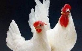 后备鸡的营养需要是什么,育成鸡的限制饲养