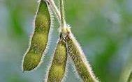 大豆按主茎生长形态可分为哪几种类型,无限生长的植物有哪些
