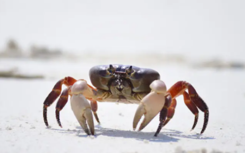 螃蟹可以养活几天,螃蟹放水里能养几天