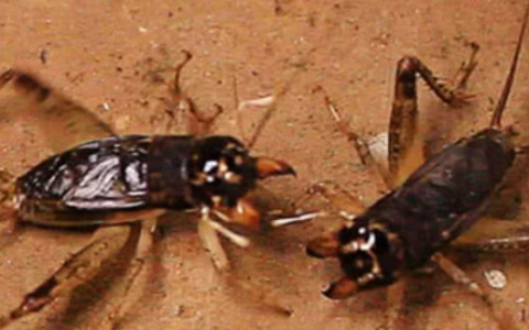蟋蟀尾巴两根三根有什么区别,蛐蛐尾部怎么有三条尾巴