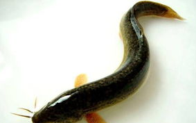 泥鳅水霉病症状是什么,泥鳅养殖常见疾病的防治方法