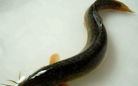 泥鳅上巢孵化方法是什么,泥鳅怎么繁殖后代
