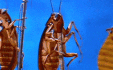 蟑螂怎么出现在家里面的,家里为什么有蟑螂怎么回事