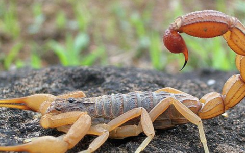 蝎子吃黄粉虫,蝎子主要吃什么食物怎么喂