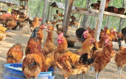 对禽病如何进行科学的饲养管理,农村养鸡怎样预防病