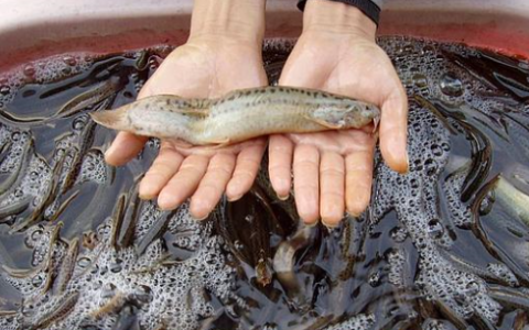 泥鳅为什么要鱼种消毒,泥鳅苗入水养殖前怎样消毒杀菌