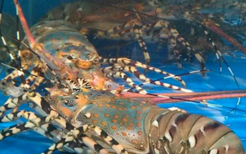 龙虾死了怎么保存,死了的波龙保鲜可以放几天