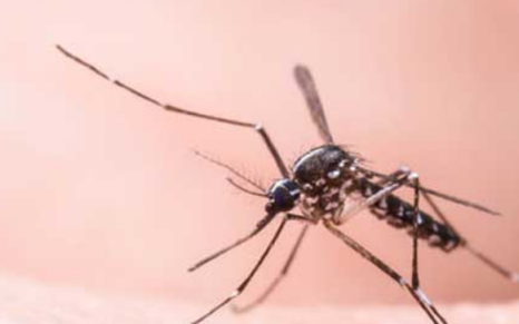 立秋后蚊子还能活多久,蚊子的寿命最长能活多少年