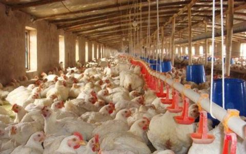 家禽疾病发生的原因有哪些,禽流感爆发原因有哪些