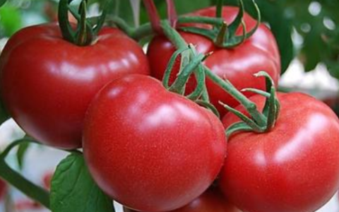番茄是嫌光种子,种植西红柿底肥需要哪些肥料