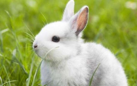 什么是兔疥癣病怎样防治,兔子身上长癞怎么办