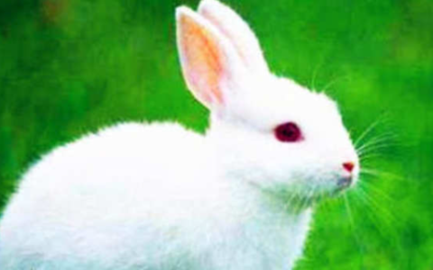 哪些植物不能采集喂兔,兔子吃树叶会不会死