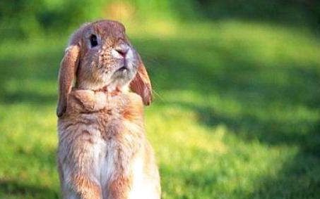 从哪些方面来选择良种兔,良种兔该如何识别公母